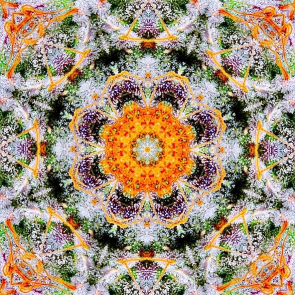 Meet your Posher, Charlene